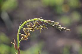 Image result for Dipcadi marlothii