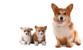 Hunde Mit Speziellem Zauber Gluckspost