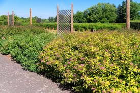 Image result for spirea japonica gold princess