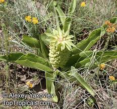Image result for Eucomis autumnalis