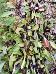 Image result for Pyrrosia