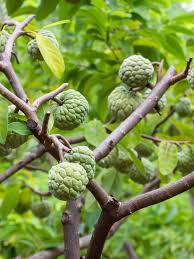 Image result for Annona