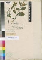 Image result for Asystasia guttata