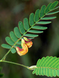 Image result for Aeschynomene