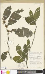 Image result for Leptaulus