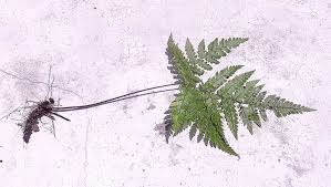 Image result for Triplophyllum