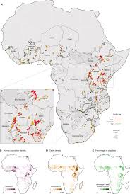 It says, the wicked flee when no one is pursuing, but the righteous are bold as a lion. in other words, there is a correlation between wickedness and fear on the one hand, and righteousness and courage on the. A Pan African Spatial Assessment Of Human Conflicts With Lions And Elephants Nature Communications