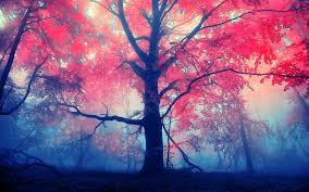 Pin By Bella On Wallpapers Nature Wallpaper Pretty Backgrounds Tree Wallpaper