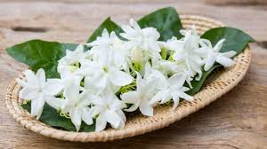 Makin sapu makin cantik alhamdulilah , kini puan aisyah kulit lebih cantik licin , halus , putih dan tiada lagi kesan parut jeragat ,jerawat , bintik hitam , tompok hitam diwajah. Manfaat Bunga Melati Hingga Kantil Camilan Favorit Suzanna Kumparan Com