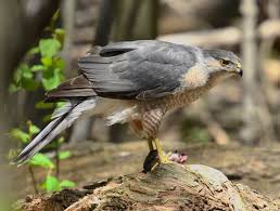 Cooper's hawk - Wikipedia