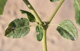 Image result for Zaleya