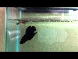 Betta Fish Laying Egg Youtube