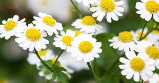 The dried herb is used in pot pourri and herb pillows, and can be burned for aromatherapy. How To Grow And Care For Chamomile Lovethegarden
