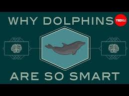 Dolphins Are One Of The Smartest Animal Species On Earth In Fact Their Encephalization Quotient Their Brain Size Animal Intelligence Dolphins Dolphin Facts