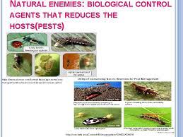 In general, conservation of natural enemies involves either, reducing factors which interfere with natural enemies or providing resources that natural typical field border with flowering plants important in providing pollen, nectar, alternate hosts and refuges for natural enemies of pests in. Pest Management Selva Trklmez Cevza Esin Tun Deniz