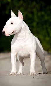 kopek dunyasi adli kullanicinin 2021 satilik bull terrier fiyatlari panosundaki pin 2021 hayvan evcil hayvanlar kopek