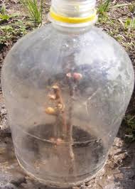 Pe terenurile bine drenate se poate face plantarea și toamna, înainte ca temperaturile să scadă. Plantarea Si Ingrijirea Vitei De Vie Cum Inmultim Vita De Vie Retete Culinare Preparatedevis Ro