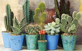 Learn the difference between cacti and cactuses with definitions and sentence examples. The Beauty Of Cactuses