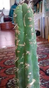 The columns have grown tall. Sick San Pedro Fungus Cactiguide Com