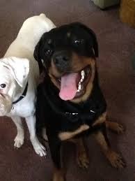 If at any time during the life of a kimbertal doberman or rottweiler, the pup is found not to be compatible with the situation of the original purchaser, the pup may be returned (along with their akc certificate) to the kennel, and. Tyson The Gentle Giant Rottweiler Puppies For Sale