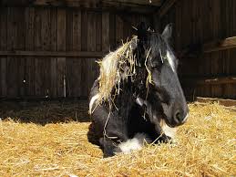Tinker schwarz is on facebook. Pferd Schecke Schwarz Kostenloses Foto Auf Pixabay
