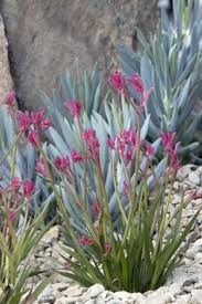 Best flowering plants for arizona. 39 Arizona Flowers And Plants Ideas Plants Desert Landscaping Desert Garden