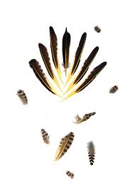 Birds Of Northern Indiana Northern Flicker Feathers Mary Jo Hoffman Native Art Black Bird Fly Feather Identification