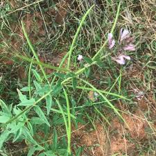 Image result for Cleome monophylla