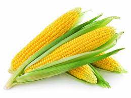 Rabbits are very fond of young corn cobs, which can be given in a whole form, without clearing from greenery. Can Rabbits Eat Corn Rabbits Life