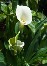 Full Size Picture Of Calla Lily Arum Lily Zantedeschia Aethiopica Calla Lily Arum Lily Pictures Of Calla Lilies