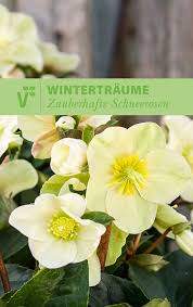 Wer Im Winter Nicht Auf Rosen Verzichten Mochte Hat Diese Zauberhafte Alternative Schneerosen Die Wunderschonen Winterbl Winter Blumen Pflanzen Winterblumen