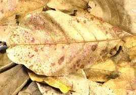 A Pile Of Dried Indian Almond Leaves Ready For Aquarium Use Betta Fish Fish Almond