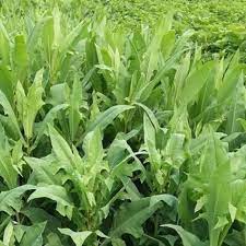 Check spelling or type a new query. 100 Benih Fumak Daun Besar Shopee Indonesia