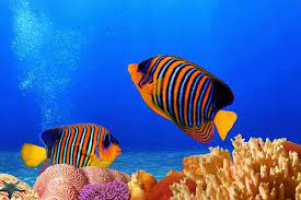 T Ye ʀ Ye On Twitter Beautiful Sea Creatures Colorful Fish Angel Fish