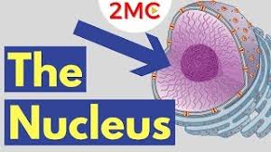 Differences between a plant and an animal cell. What Is The Nucleus Nucleus Structure And Function Youtube