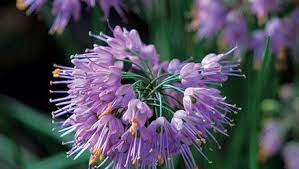 Here is a dictionary of perennials, ideal for gardeners wishing to grow a large number of plants within limited space while maintaining garden scale. Perennials For The Edge Finegardening