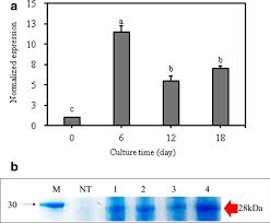 We did not find results for: Large Scale Production Of Recombinant Miraculin Protein In Transgenic Carrot Callus Suspension Cultures Using Air Lift Bioreactors Amb Express Full Text