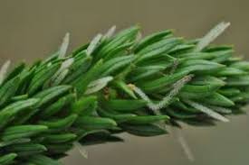 Image result for Anthospermum