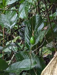 Image result for Sarcophrynium