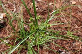 Image result for Cyperus karisimbiensis