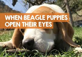 Blue ridge goldendoodle puppies points out that the breed is considered a hybrid, and as such, most major kennel clubs including akc do not register them. When Do Beagle Puppies Open Their Eyes Ears Timeline