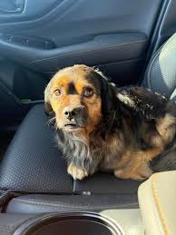 Iam looking for my dog Bojangles he's been been gone afew days now he lives  by ave v and 29th st