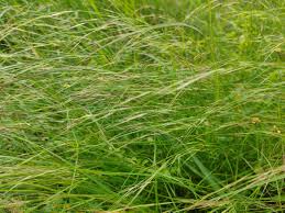 Image result for Aristida pilgeri