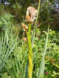 Image result for Asphodelaceae