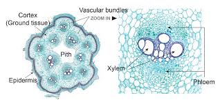 We did not find results for: Plant Tissue Under A Microscope Xylem And Phloem Rs Science