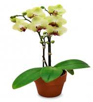 Additional information about reno, nv 89523. Reno Florist Reno Nv Flower Delivery Avas Flowers Shop