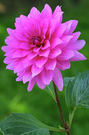 Pink Garden Flower By Juergen Roth Beautiful Flowers Photos Beautiful Bouquet Of Flowers Beautiful Pink Flowers