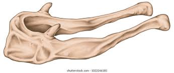 Image result for Hyoid Bone