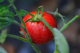 The best place to buy loam compost is at your local gardening store or nursery, where lobster shells are very high in calcium in chitin. Tomato Farming In Winter Planting Care Harvesting Agri Farming
