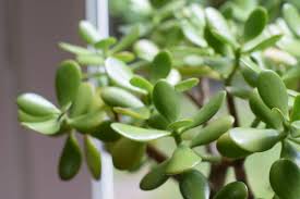 Simple, but it'll do for now gonna add refs for her uniform and all that jazz later. What To Wear To A Funeral Symbolic Appropriate Attire Amanda Linette Meder